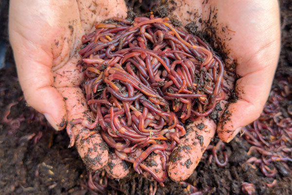 Red Worms