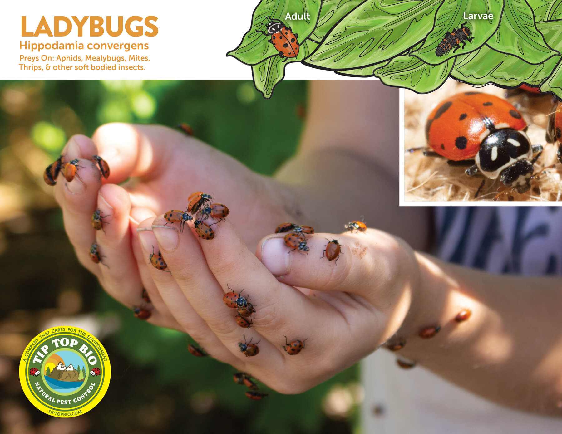 Bug Poster Pack